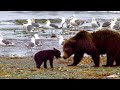 Life Cycle and Behavior of Bears