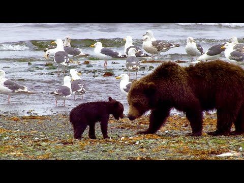 Video: Ruidoso New Mexico Bear Cubs Diselamatkan Dari Tempat Sampah - Bear Cub Rescue