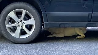 Stella Chases a Chipmunk Under the Car by Dog Named Stella 5,973 views 1 year ago 1 minute, 9 seconds