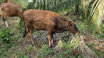 Calon sapi super persilangan antara sapi Bali dan limosin