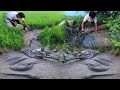 Top 2 Fishing In Dry Season - Wow! Unbelievable Fishing In Muddy Soil At Rice Field - tyriq 1256