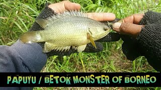 REKOR BARU MONSTER BETOK / PAPUYU OF BORNEO 2020 !!!
