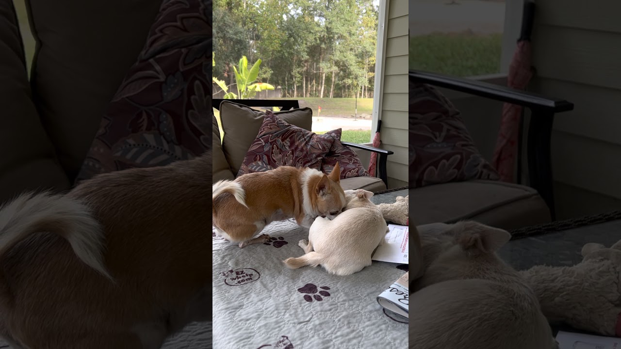 Chihuahua Are Perpetual Puppies YouTube Chihuahua Are Perpetual Puppies YouTube