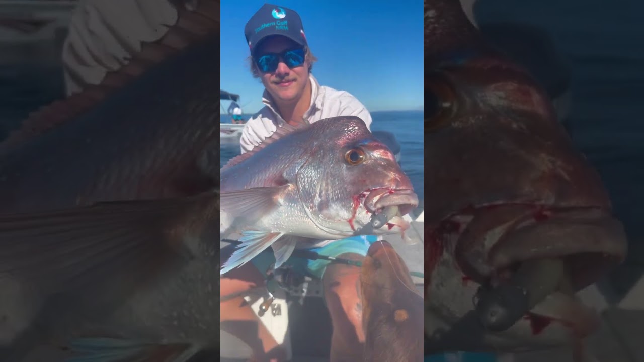 Moreton bay snapper in the shallows 