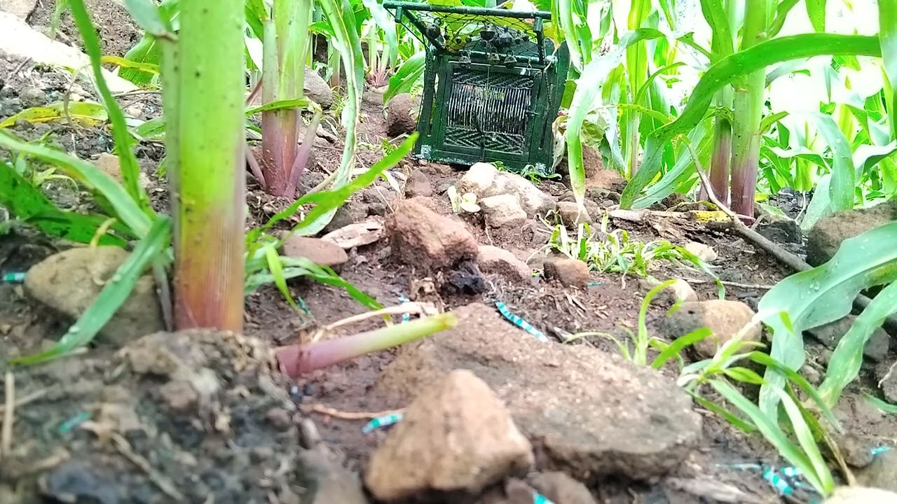 Mikat puyuh liar, percobaan pertama si murid baru di depan kamera...