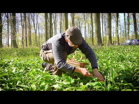 Video: Hvidblomstrede Urter I Skoven