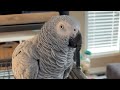 Squawk Global is live!