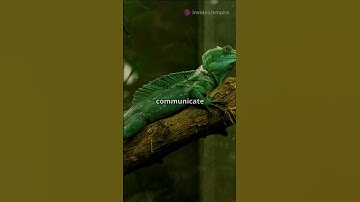 Chameleons: Nature