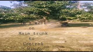 Mango Mealy Bug , chemical contrl