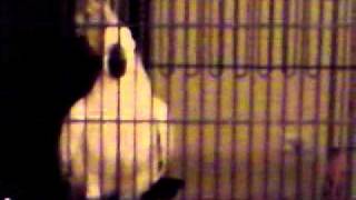 Zarahs Bird Dancing To Tik Tok