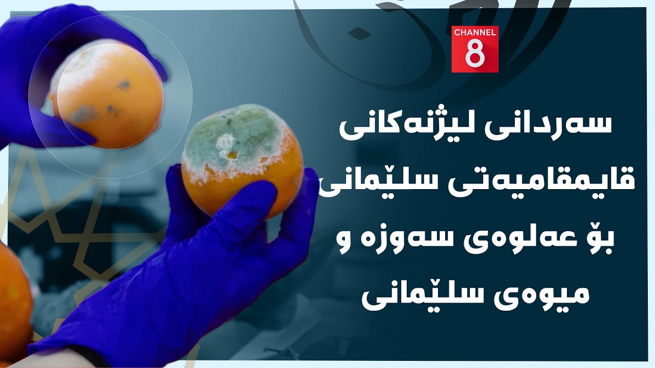 چاوی8 - سەردانی لیژنەکانی قایمقامیەتی سلێمانی بۆ عەلوەی سەوزە و میوەی سلێمانی