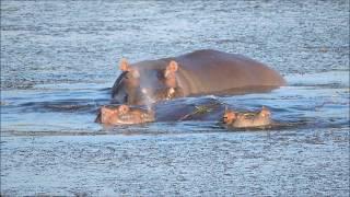 Cute Baby Hippo with its Family