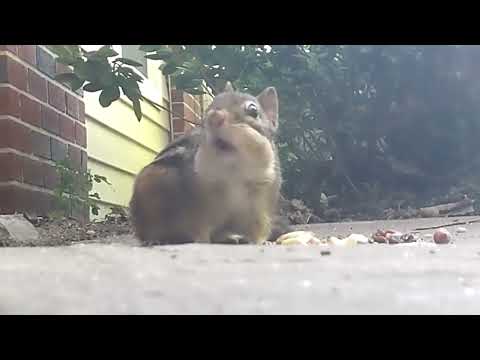 Chip gets terror-stricken. (Just for a Moment)