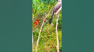 Burung Kutilang Liar Pintar Pulut Perekat ||Mikat Burung Kutilang