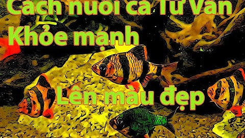 Cá tứ vân - Cách nuôi cá tứ vân - cách nuôi cá xecan khỏe mạnh lên màu đẹp