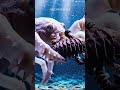 Earth's First Super Predator Captured in Stunning Underwater Detail #cambrianperiod #ancientocean