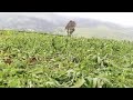 MAHINDI YAFYEKWA LOLIONDO KWA AMRI YA MKUU WA WILAYA 