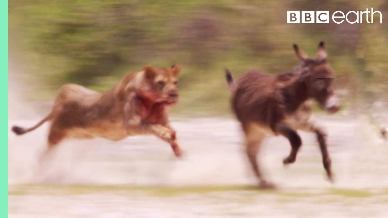 ⁣Young Lions Mercilessly Attack Donkey Herd | Natural World: Desert Lions | BBC Earth