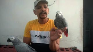 Kya Grey Parrot Talking Mein No.1 Hai ??? | PBI Official