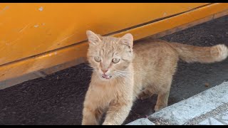 A hungry stray cat jumped down when she saw the food