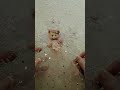 Teddy bear ornaments DIY