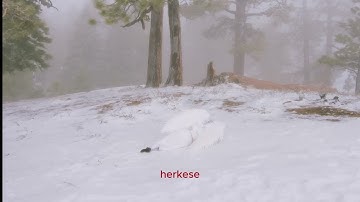 wisp-pandora |türkçe çeviri|