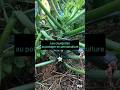 Les courgettes au jardin potager permaculture