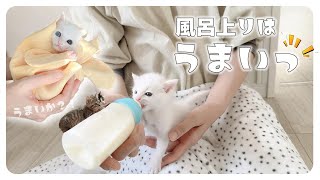 【子猫のシャンプー】おちりにうんちが付いちゃった風呂上がりのミルク【保護猫生活16日目】