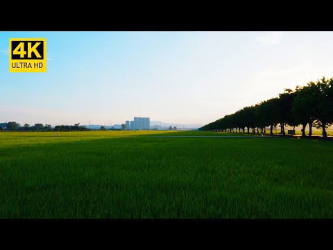 Sunset walk at beautiful rice fields in China丨Natural sounds丨4K