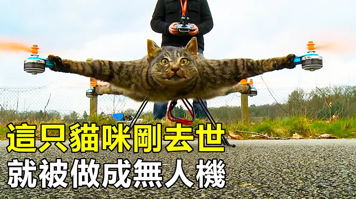 貓咪剛去世，卻被主人做成無人機，成為了一隻木乃伊飛行貓 - 天天要聞