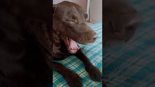 Max's little yawn #shorts