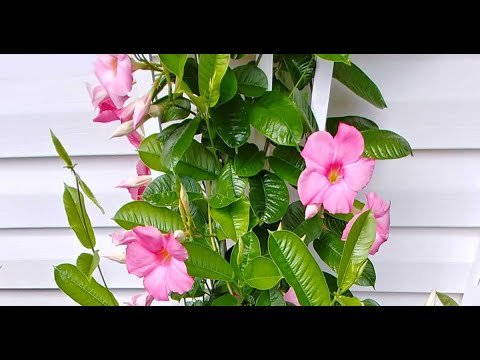 Video: My Mandevilla-plant blom nie - regstelling vir 'n Mandevilla wat nie blom nie