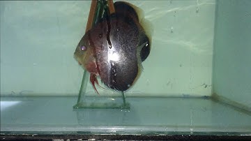 Cá Dĩa Hoa Hồng Và Cá Bột | Rose Discus and Seed