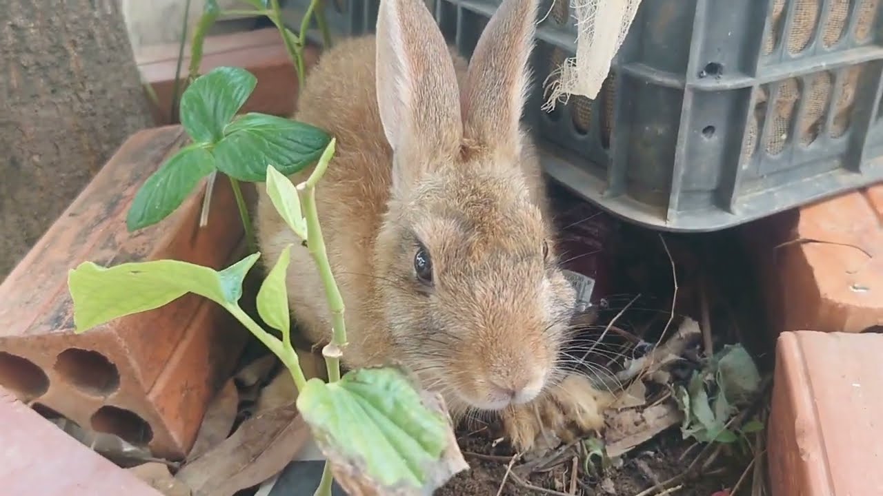 Rabbits daily life  VIDEOS PLAY
