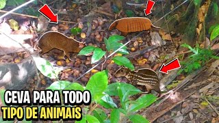 Ceva para todo tipo de animais