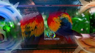 Max'uud Xaaji Max'ed Tarash | Heesta Dowli liin baahanyi