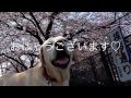 GReeeeN 「NEW LIFE」をウクレレで弾き語りました