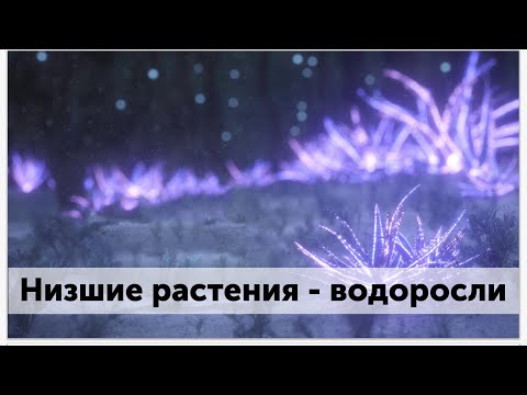 Урок водоросли - 5 класс