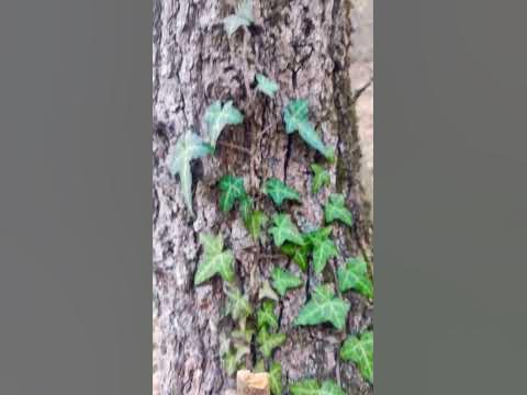 Плющ зимой🌿 #ялтакрым - YouTube
