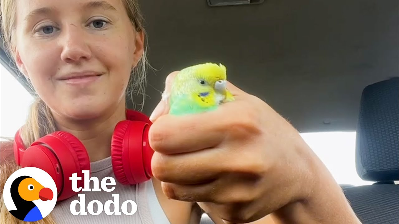 Girl Thought She Got A Mute Bird. Now He Chirps His Hear Out  | Cuddle Buddies