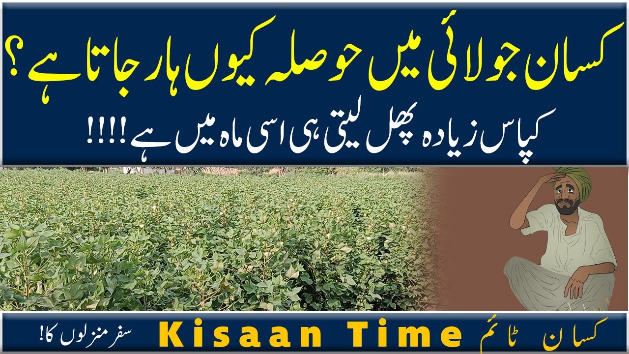 Best fruiting time of cotton crop کپاس کے پھل لینے کا بہترین وقت kisaan time کسان ٹائم