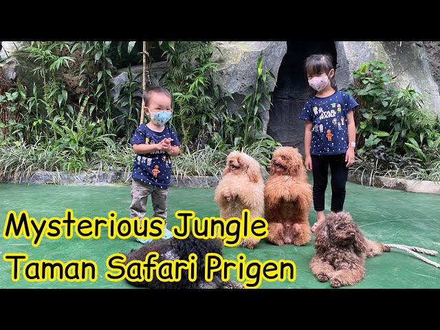 Taman Safari Prigen | Mysterious Jungle | Part 2 class=