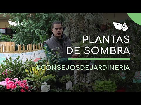 Video: Arbustos Que Crecen Bien A La Sombra