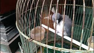 cara Merawat Burung Kep Kep Babi