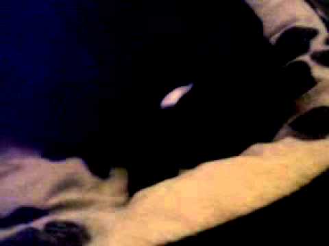 Sam farts as I try and video my cat snoring