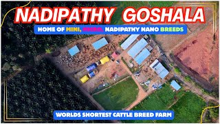 Nadipathy Goshala - Home Of Mini, Micro, Nadipathy Nano Breeds |Shortest Cows Breed |01- 02Feet Cows