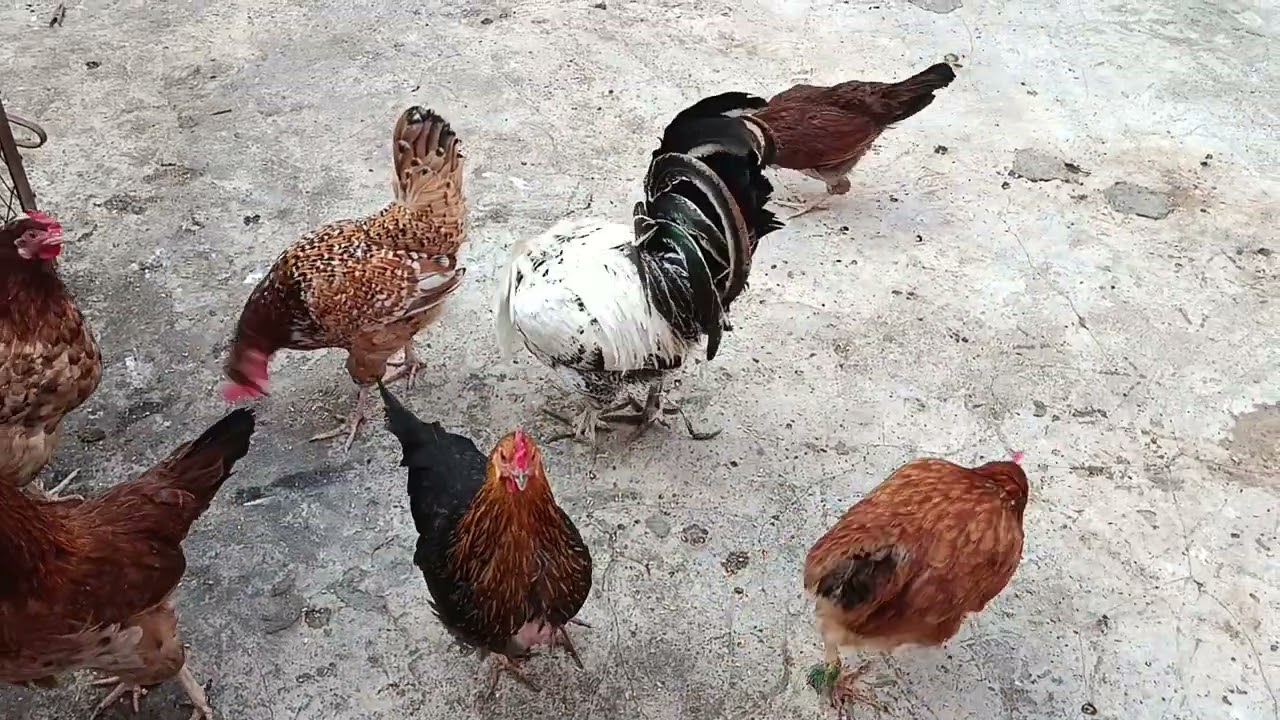 روتين اليومي في الدار لدجاجي