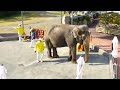 白浜アドベンチャーワールド　象 の動画、YouTube動画。