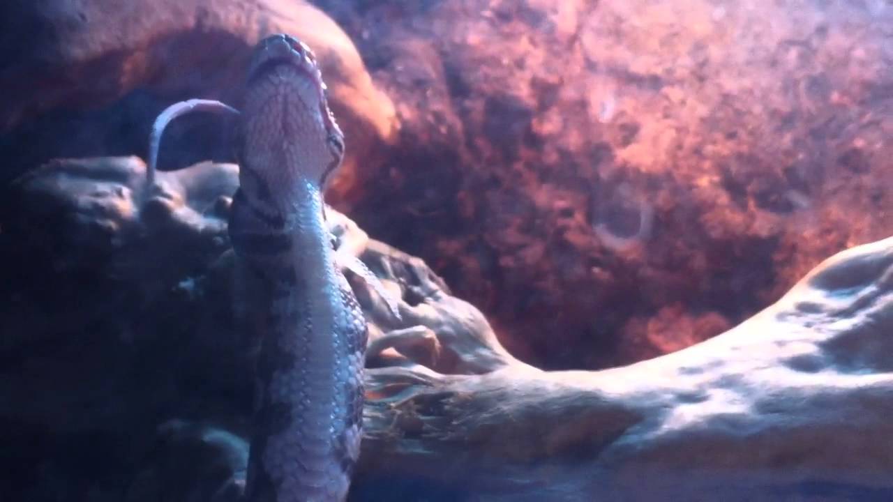 My Ball Python eating a dead mouse - YouTube