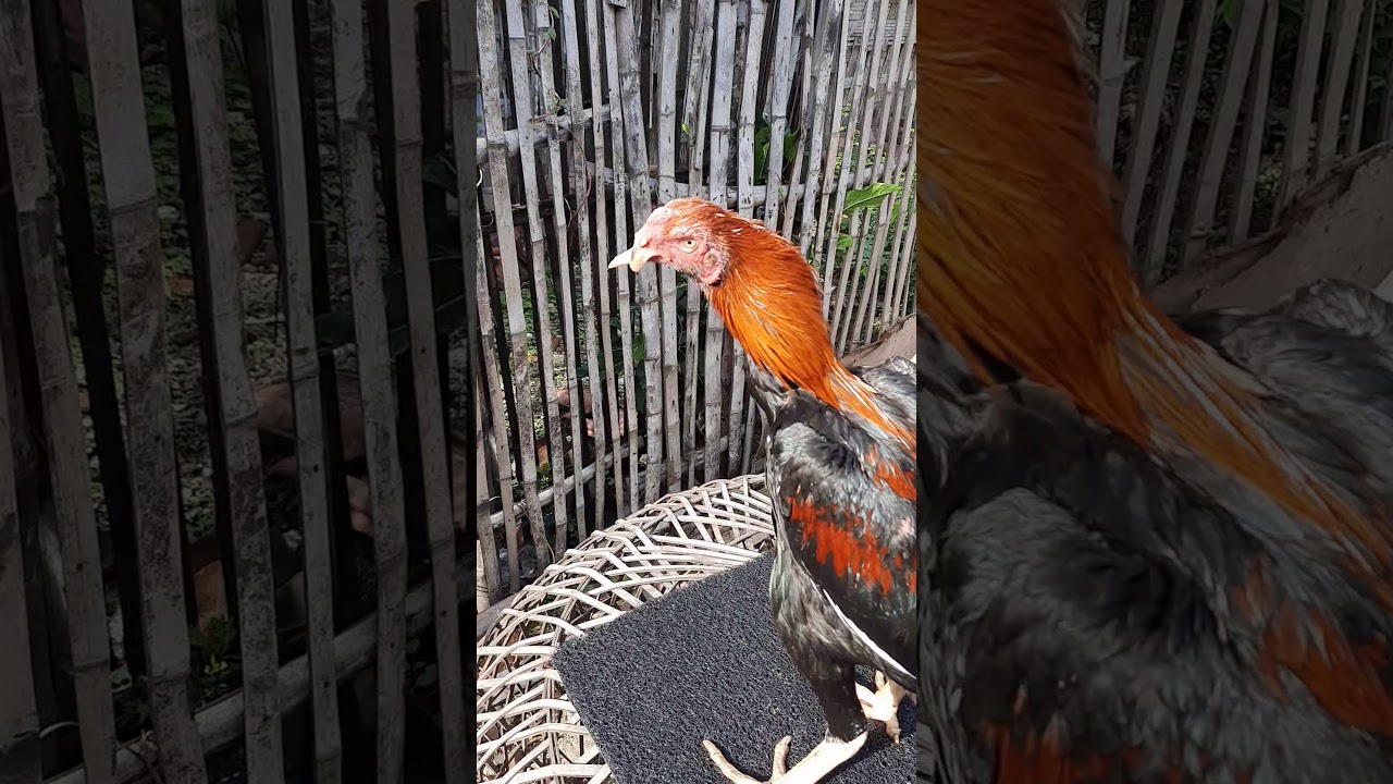 Ayam Langkah Ekor Lidi Super 
